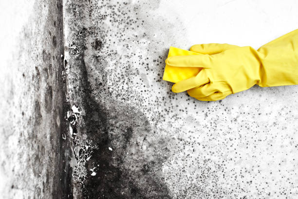 Best Mold Removal and Inspection  in Wallingford Center, CT